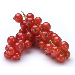 grosella