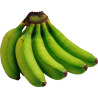platano macho