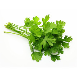 cilantro