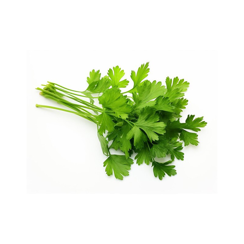 cilantro